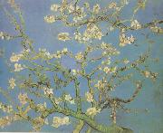 Vincent Van Gogh Blossoming Almond Tree (nn04) Spain oil painting reproduction